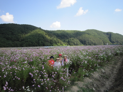 가을의 전령사 코스모스라예